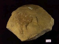 藏品(多褶菊石)的圖片